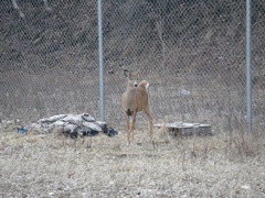 Odocoileus virginianus