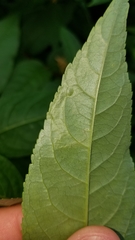 Aulagromyza orbitalis