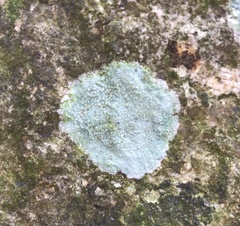 Pertusaria amarescens