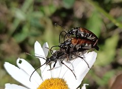 Pedostrangalia pubescens