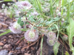 Trifolium pilulare