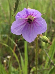 Erodium gruinum