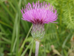Cirsium filipendulum