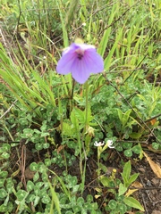 Erodium gruinum