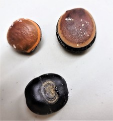 Merremia discoidesperma