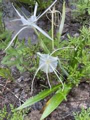 Hymenocallis occidentalis
