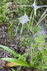 Hymenocallis occidentalis
