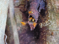 Tetragona ziegleri