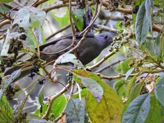 Lipaugus fuscocinereus