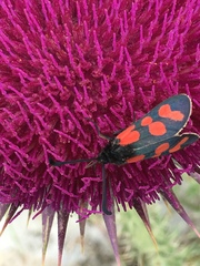 Zygaena graslini