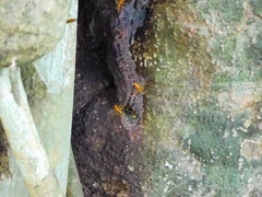 Tetragona ziegleri