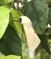 Spilarctia subcarnea