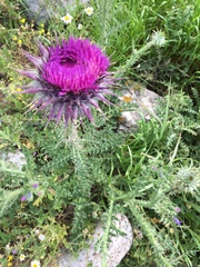 Onopordum carduiforme