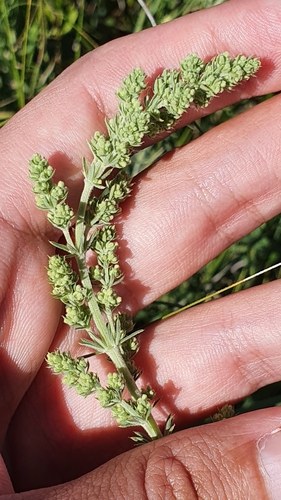 Image of Galium tunetanum by (c) Mehdi Chetibi, some rights reserved (CC BY)