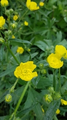 Ranunculus millefolius