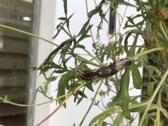 Lepidoptera
