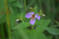 Rhexia mariana interior