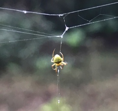 Araneus viridiventris