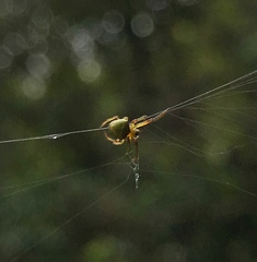 Araneus viridiventris