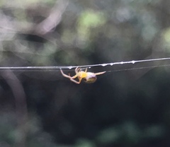 Araneus viridiventris