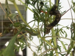 Lepidoptera