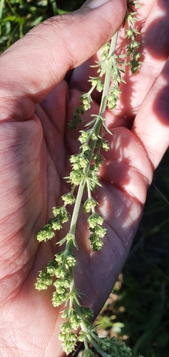 Image of Galium tunetanum by (c) Mehdi Chetibi, some rights reserved (CC BY)
