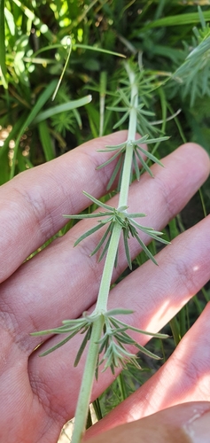 Image of Galium tunetanum by (c) Mehdi Chetibi, some rights reserved (CC BY)
