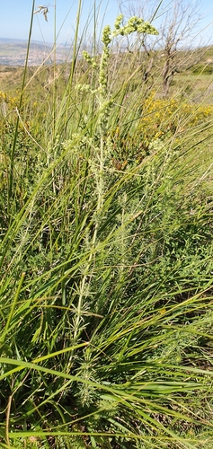 Image of Galium tunetanum by (c) Mehdi Chetibi, some rights reserved (CC BY)
