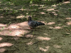 Columba livia