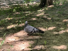 Columba livia