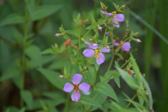 Rhexia mariana interior
