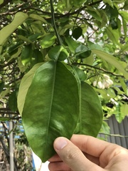 Citrus maxima