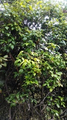 Rubus schmidelioides schmidelioides