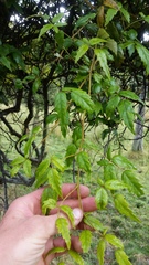 Rubus schmidelioides schmidelioides