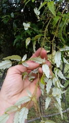 Rubus schmidelioides schmidelioides