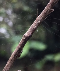 Tetragnatha ceylonica