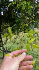 Rubus schmidelioides schmidelioides