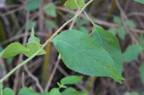 Lantana camara image