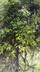 Rubus schmidelioides schmidelioides