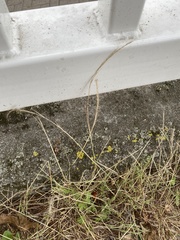 Elymus caninus