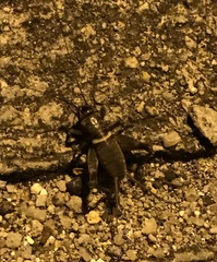 Teleogryllus mitratus