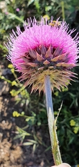Carduus macrocephalus