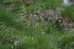 Helictotrichon parlatorei