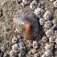 Cellana capensis