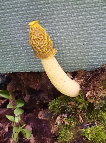Phallus flavocostatus