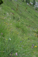 Festuca paniculata
