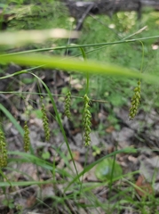 Carex arnellii