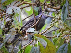 Lipaugus fuscocinereus