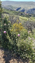 Carduus macrocephalus