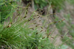 Carex sempervirens